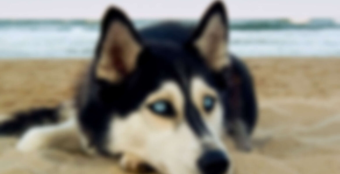 How to Keep your Dog Cool this Summer