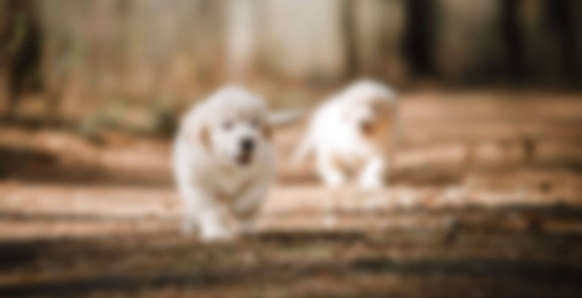 Laser therapy: A promising trend in veterinary medicine