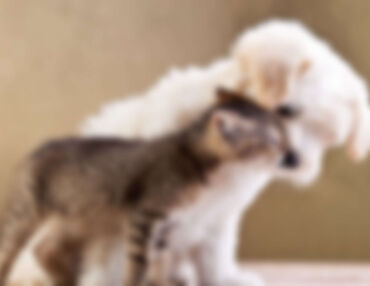 Dogs Hate Hugs? Where’s the Science?