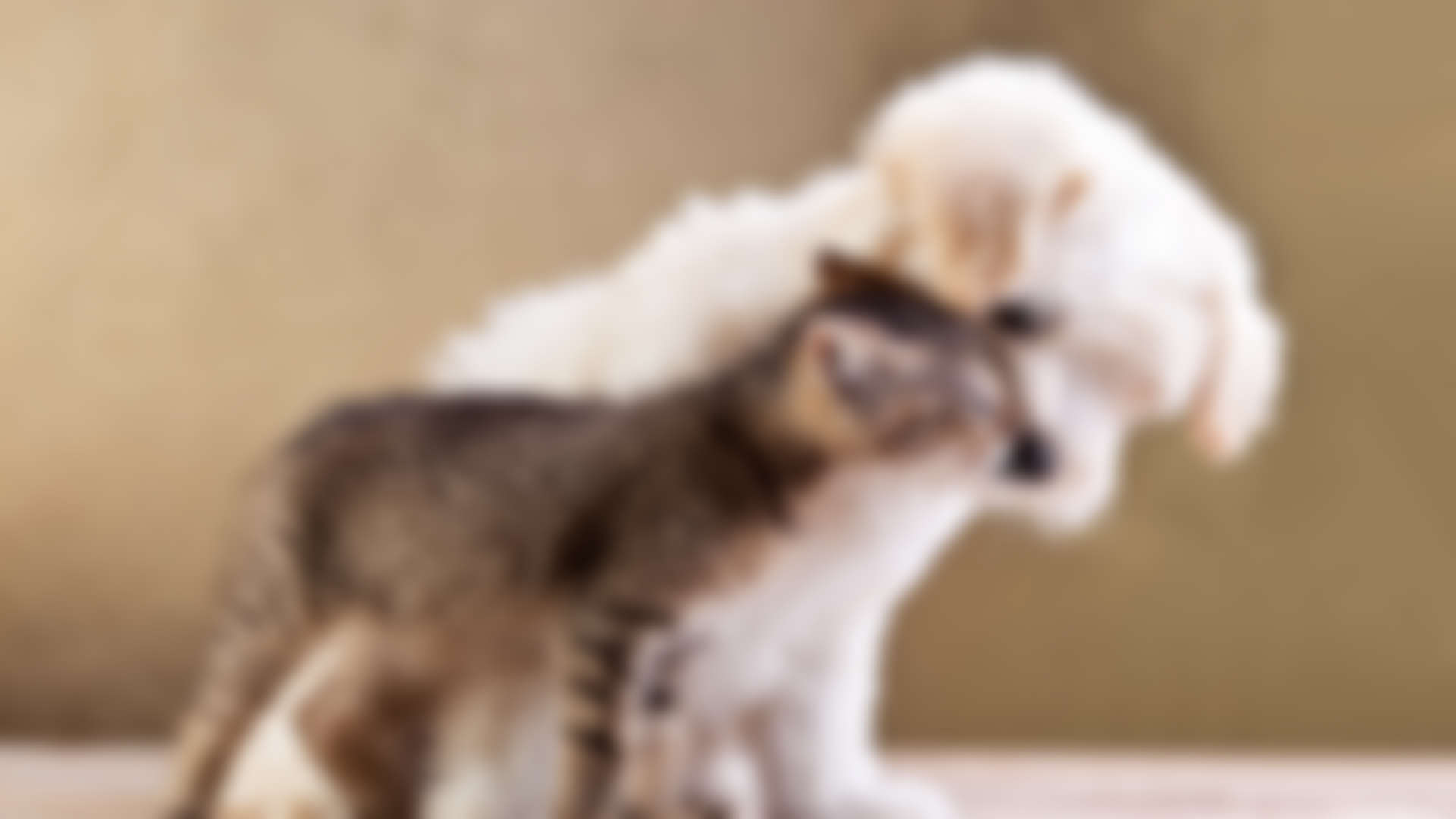 Dogs Hate Hugs? Where's the Science?