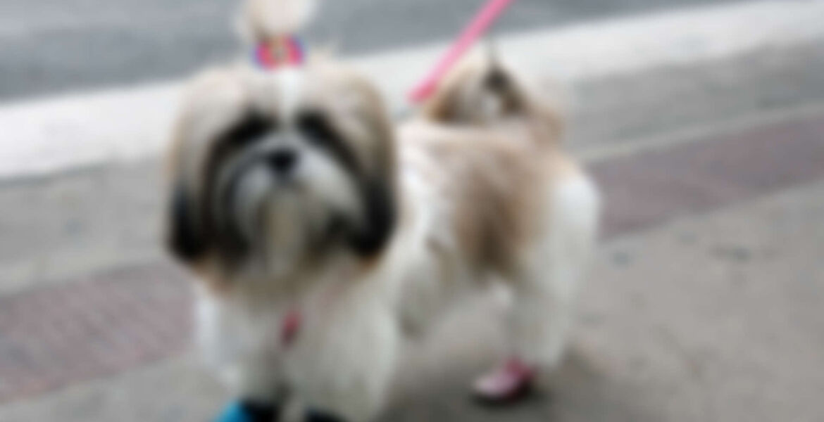 The Hardships of Grooming a Dog