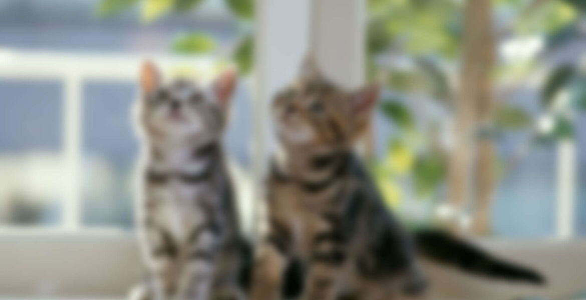 Why Your Pet Needs To See The Dentist Every 6 Months