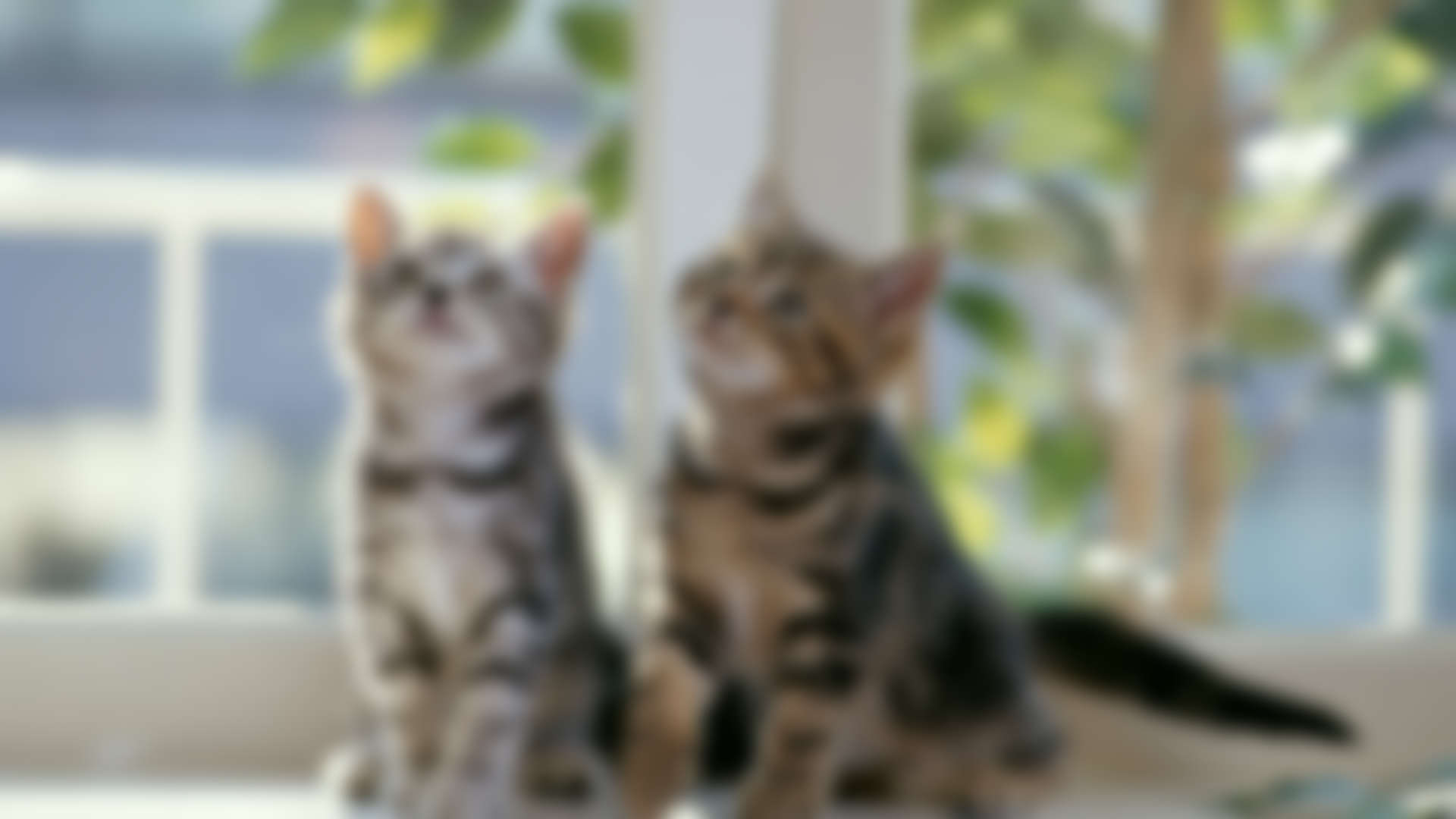 Why Your Pet Needs To See The Dentist Every 6 Months